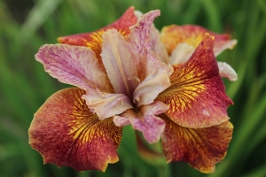 Iris Siberica 'Paprikash' New 2025